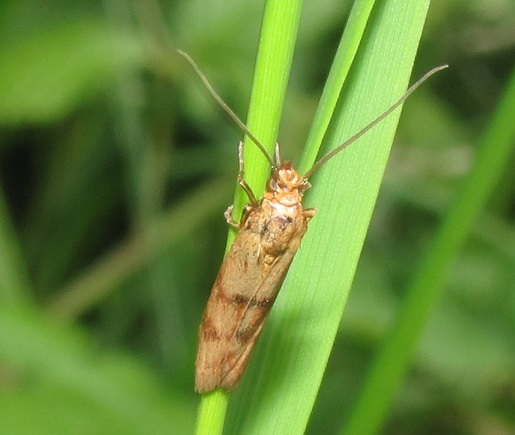 Homoeosoma sinuella (Pyralidae)?